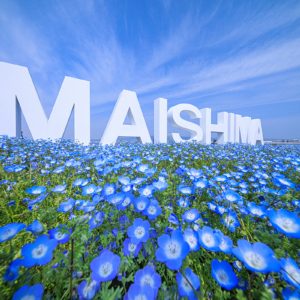 ネモフィラ祭り