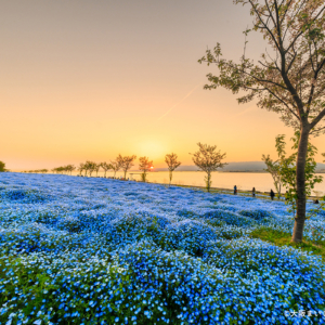 ネモフィラ祭り