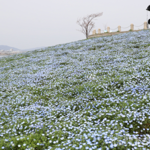 ネモフィラ祭り