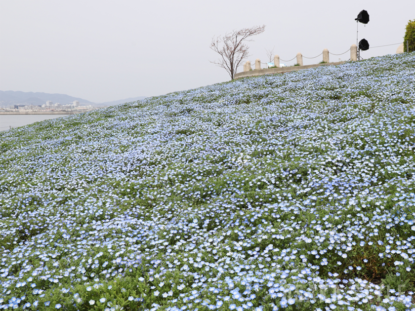 ネモフィラ祭り