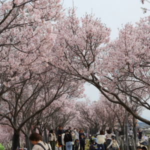 狭山池公園の桜
