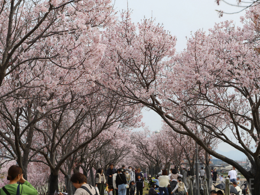 狭山池公園の桜