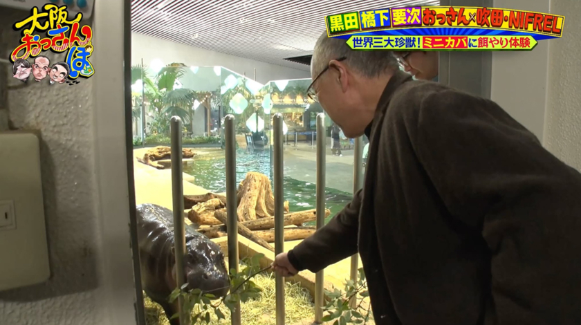 ミニカバ「ネムネム」