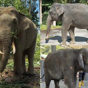 天王寺動物園に来園したマレーシアゾウ3頭