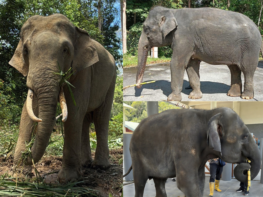 天王寺動物園に来園したマレーシアゾウ3頭