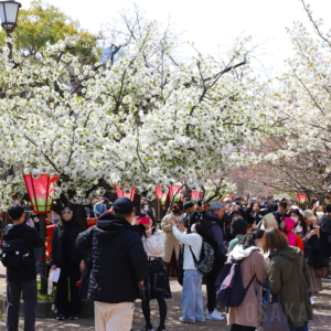 造幣局 桜の通り抜け
