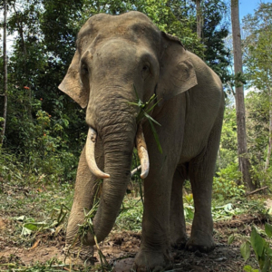 マレーシアゾウ「クラッ」