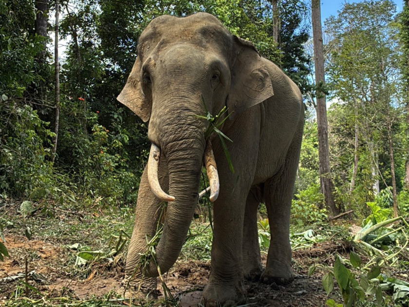 マレーシアゾウ「クラッ」
