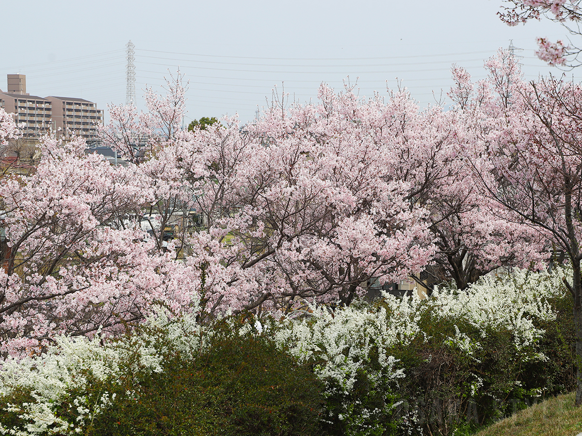 狭山池公園の桜