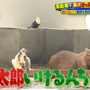 テレビ大阪「大阪おっさんぽ」