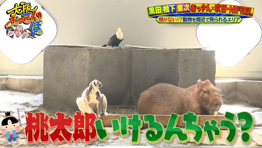 テレビ大阪「大阪おっさんぽ」