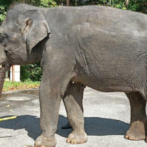 マレーシアゾウ「ダラ」