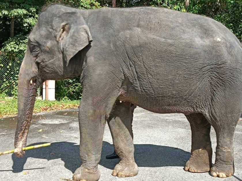 マレーシアゾウ「ダラ」