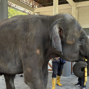 マレーシアゾウ「アモイ」