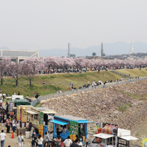 狭山池公園の桜