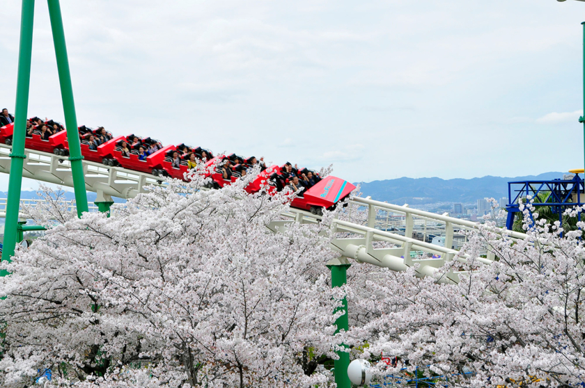 ひらかたパークの桜