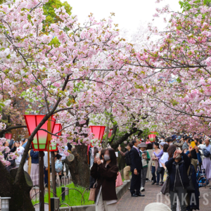 造幣局 桜の通り抜け（2026年）