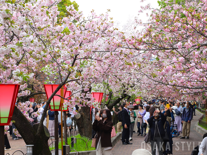 造幣局 桜の通り抜け(2026年)