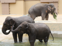 天王寺動物園のマレーシアゾウ3頭