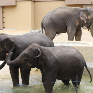 天王寺動物園のマレーシアゾウ3頭