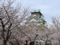 大阪城公園の桜