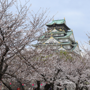 大阪城公園の桜