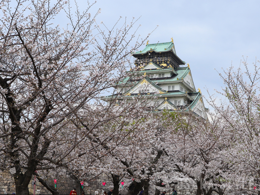 大阪城公園の桜