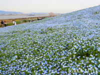 大阪まいしまシーサイドパークで「ネモフィラ祭り」