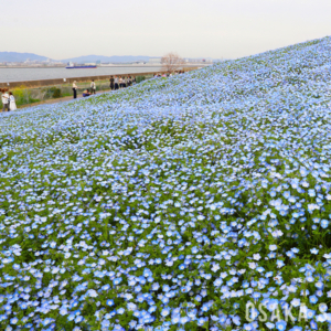 大阪まいしまシーサイドパークで「ネモフィラ祭り」