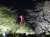 万博記念公園の「東大路の桜並木ライトアップ」