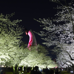 万博記念公園の「東大路の桜並木ライトアップ」