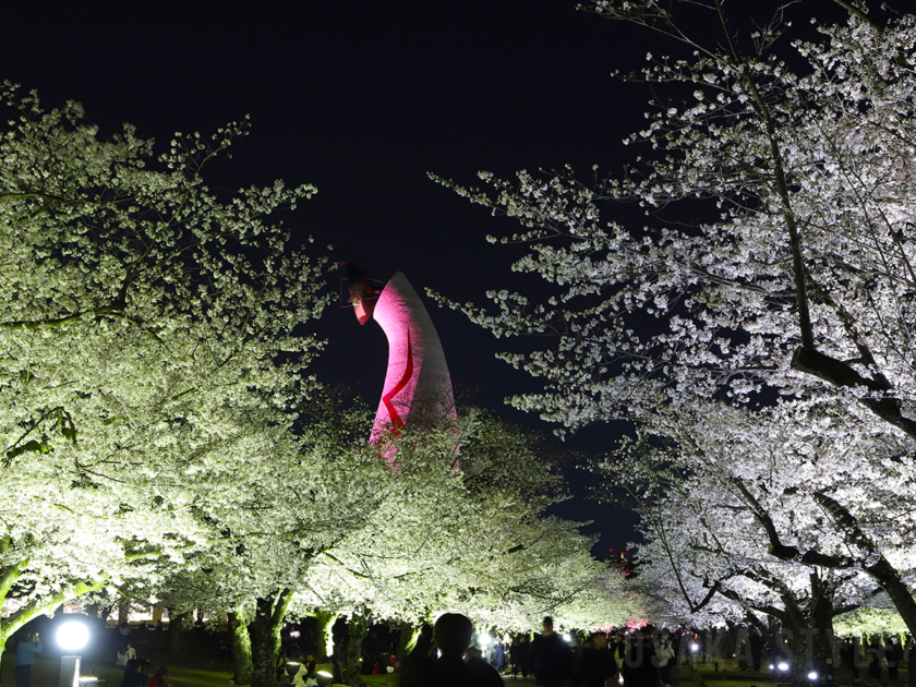 万博記念公園の「東大路の桜並木ライトアップ」