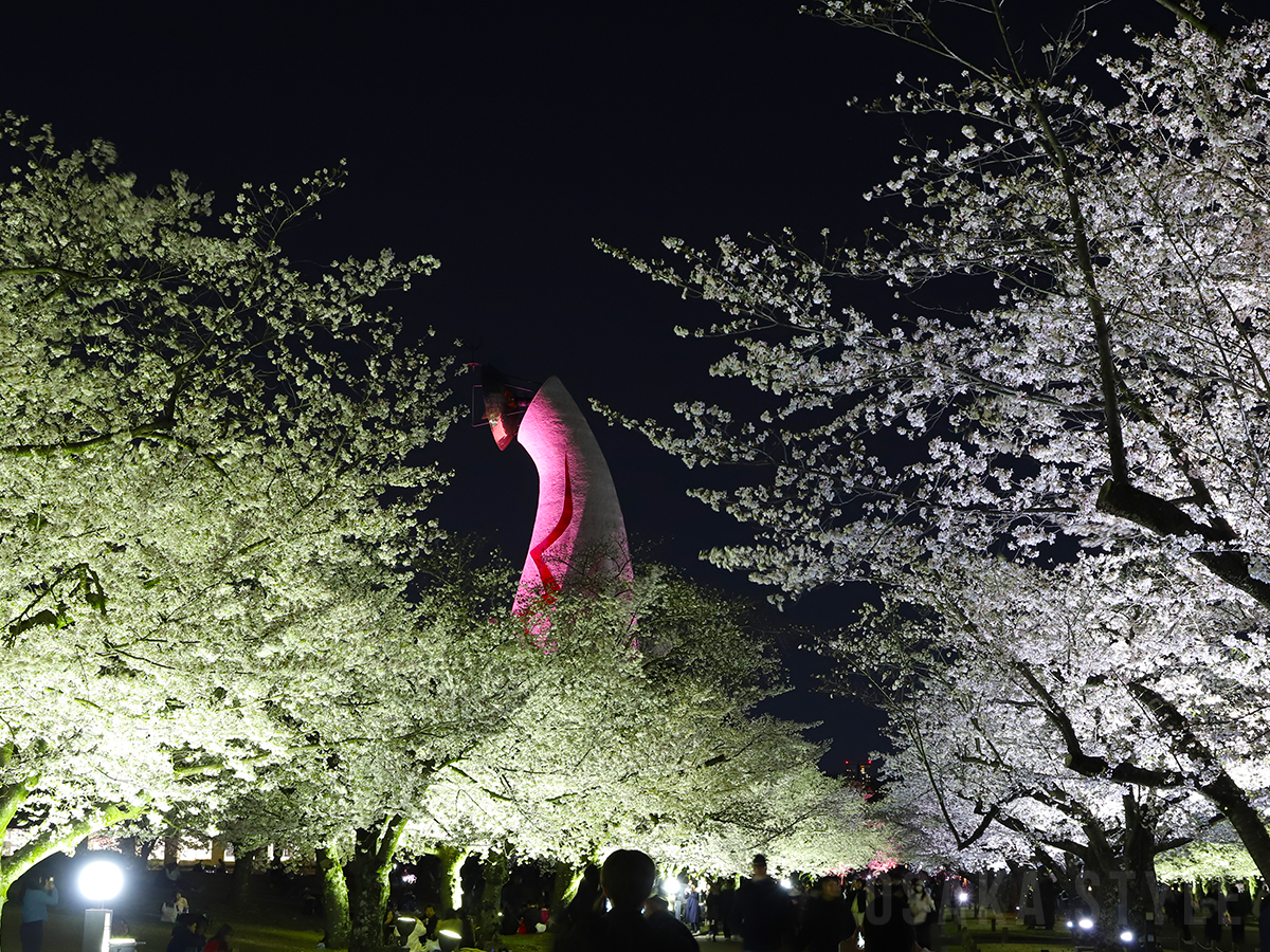 動画】万博記念公園の桜が見頃 東大路の桜並木をライトアップ – OSAKA