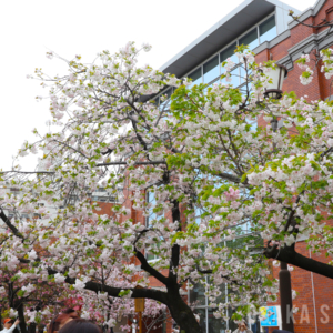 造幣局 桜の通り抜け