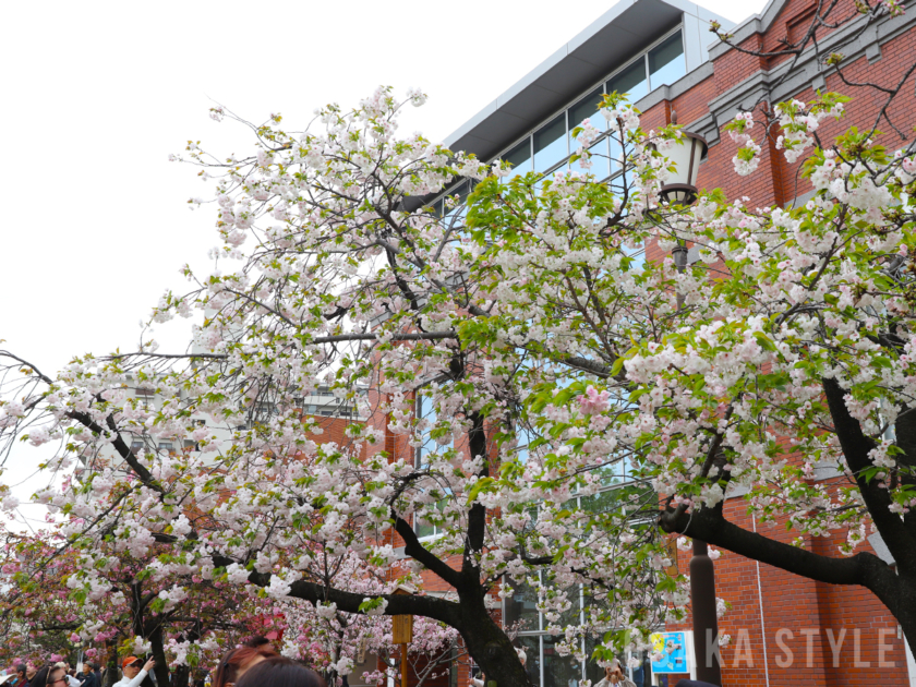 造幣局 桜の通り抜け