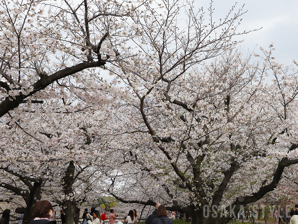 大阪城公園の桜