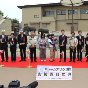 天王寺動物園でマレーシアゾウお披露目セレモニー