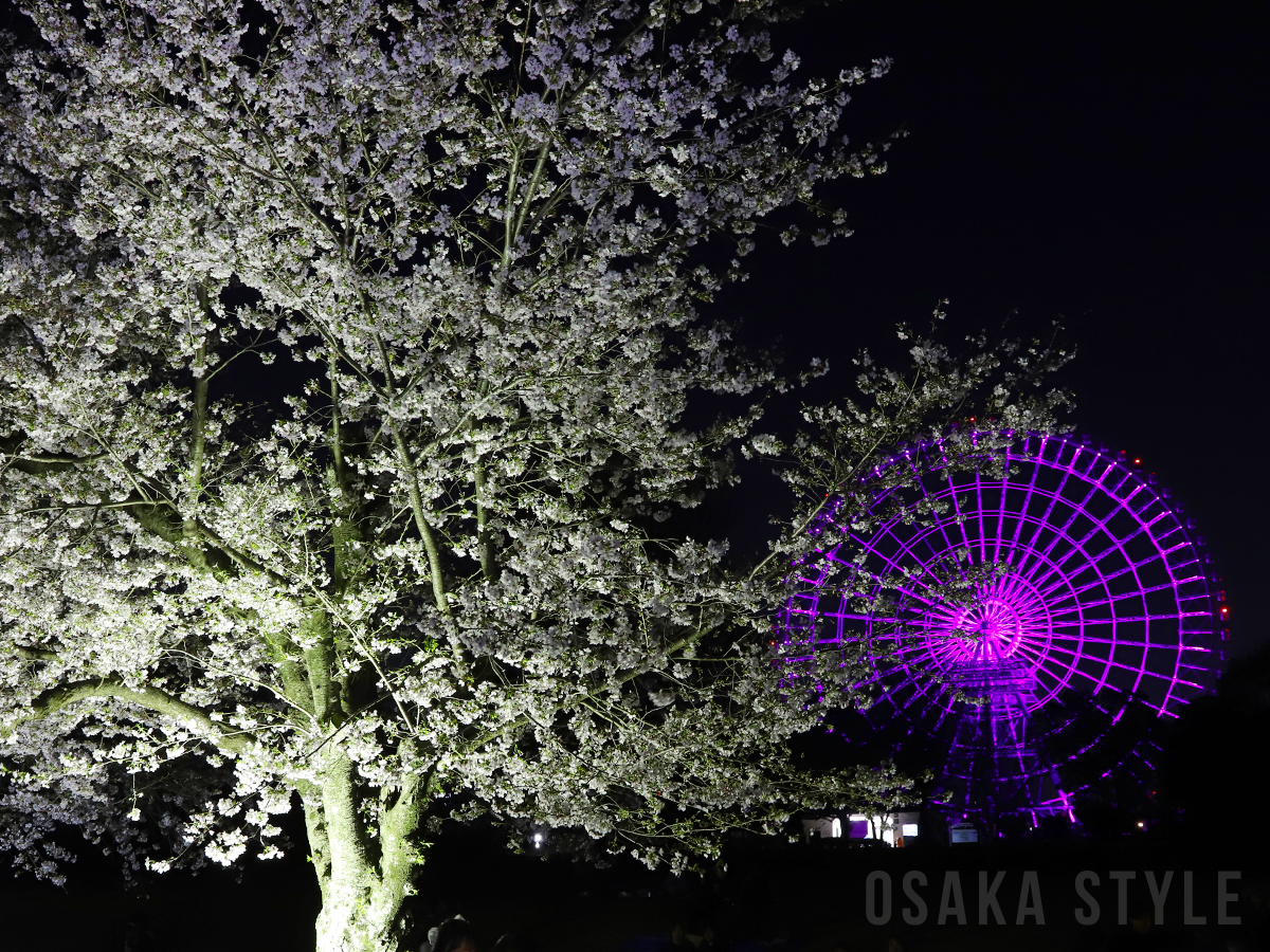 東大路の桜並木ライトアップ