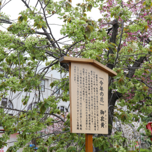 造幣局 桜の通り抜け　今年の花「御衣黄」