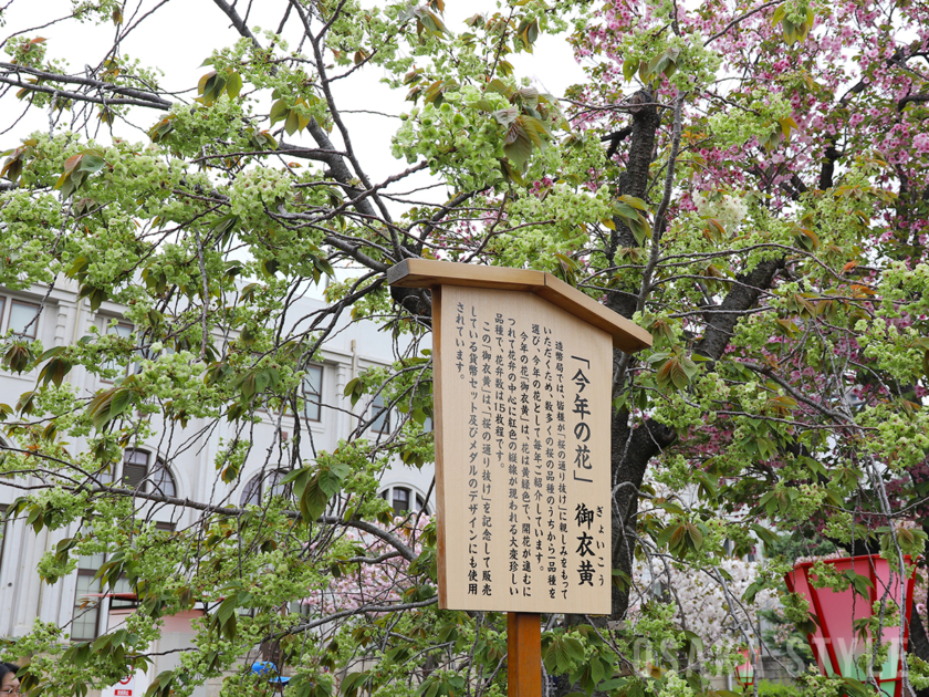 造幣局 桜の通り抜け 今年の花「御衣黄」