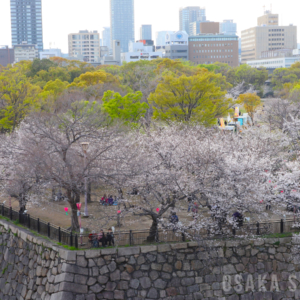 大阪城西の丸庭園の桜