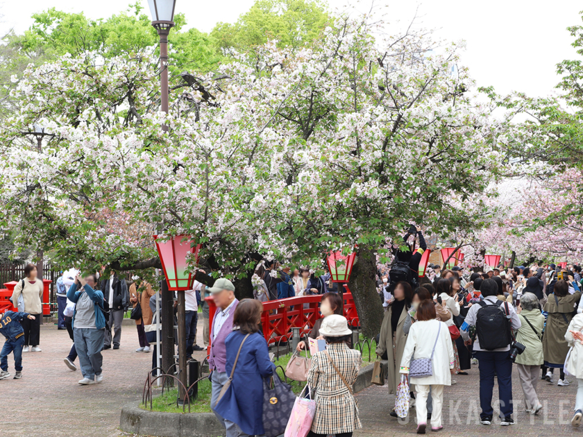 造幣局 桜の通り抜け