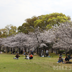 大阪城西の丸庭園の桜