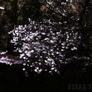 チームラボ ボタニカルガーデン 大阪