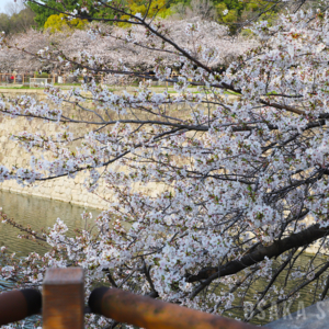 大阪城公園の桜