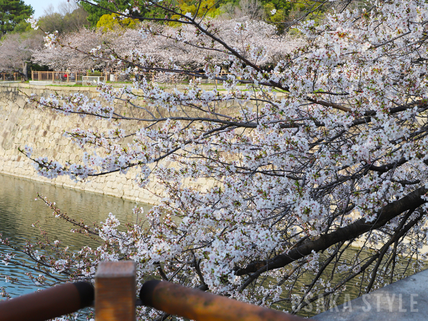 大阪城公園の桜