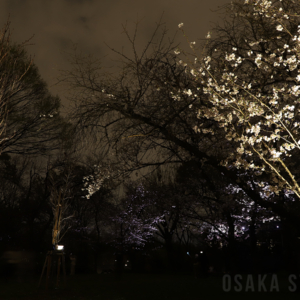 桜の結晶と桜の幽体
