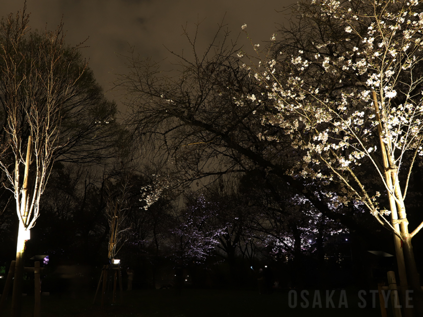 桜の結晶と桜の幽体
