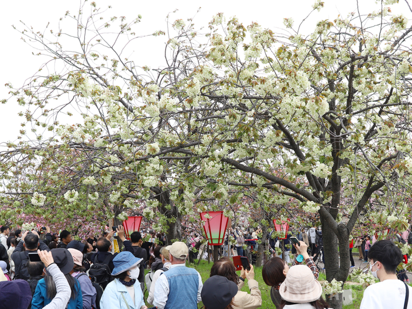 造幣局 桜の通り抜け