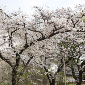 大阪城公園の桜